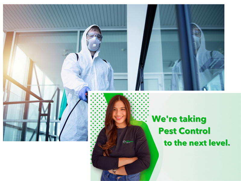 Pest Control Los Angeles, Orange County, San Bernardino & San Diego